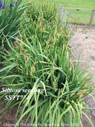 52 Sibtosa Sdg SSTT774